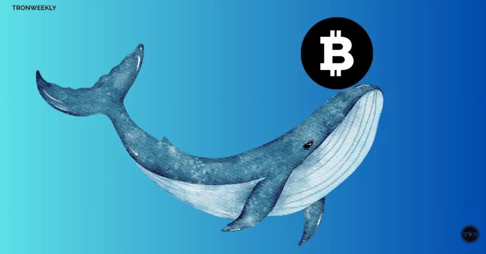 Bitcoin’s Heavy Hitters: Whales Amass $1.95 Billion In Just 6 Weeks